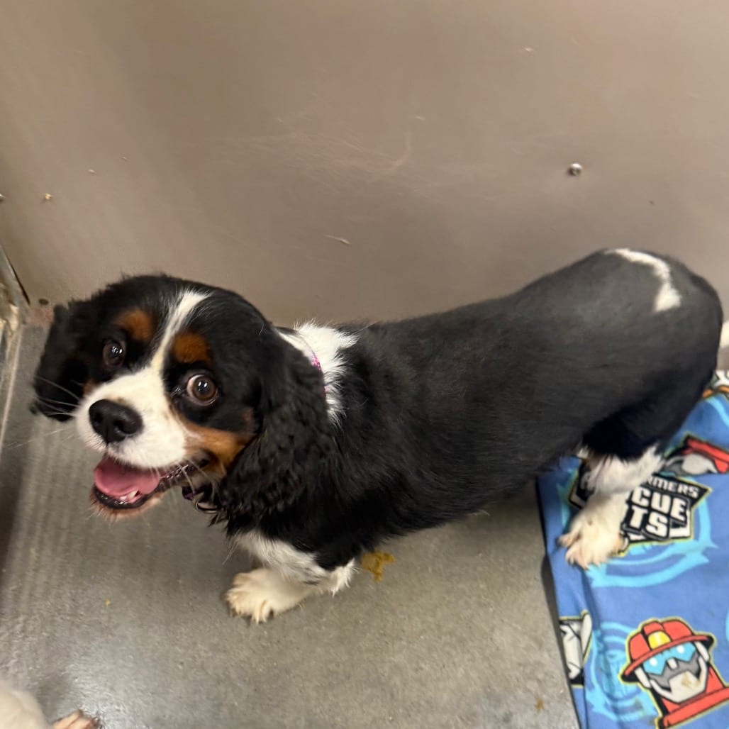 Photo of Gusto, adoptable Spaniel, Cocker in Normal, Illinois