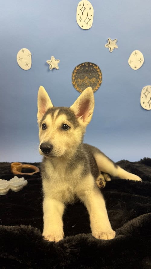 Photo of Elain, adoptable German Shepherd Dog in Phoenix, Arizona