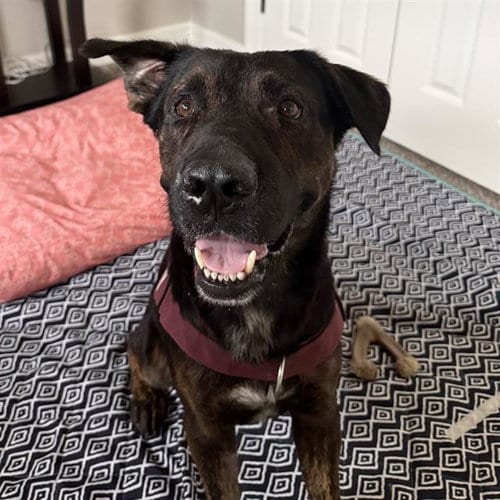 Photo of Freddy, adoptable Labrador Retriever in San Antonio, Texas