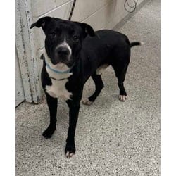 Photo of Pepe le Pew, adoptable Mixed Breed (Medium) in Kansas City, Missouri