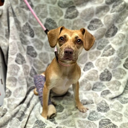Photo of Abilene, adoptable Beagle in Long Beach, California