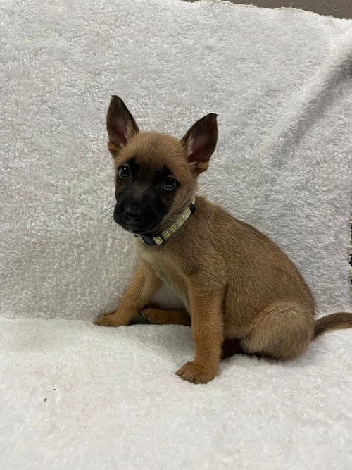 Photo of Hallowed Harvest - Baby Boo - Located in Florida, adoptable Belgian Shepherd Malinois in Imlay City, Michigan