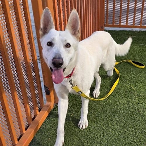 Photo of Thunder, adoptable German Shepherd Dog in Las Vegas, Nevada