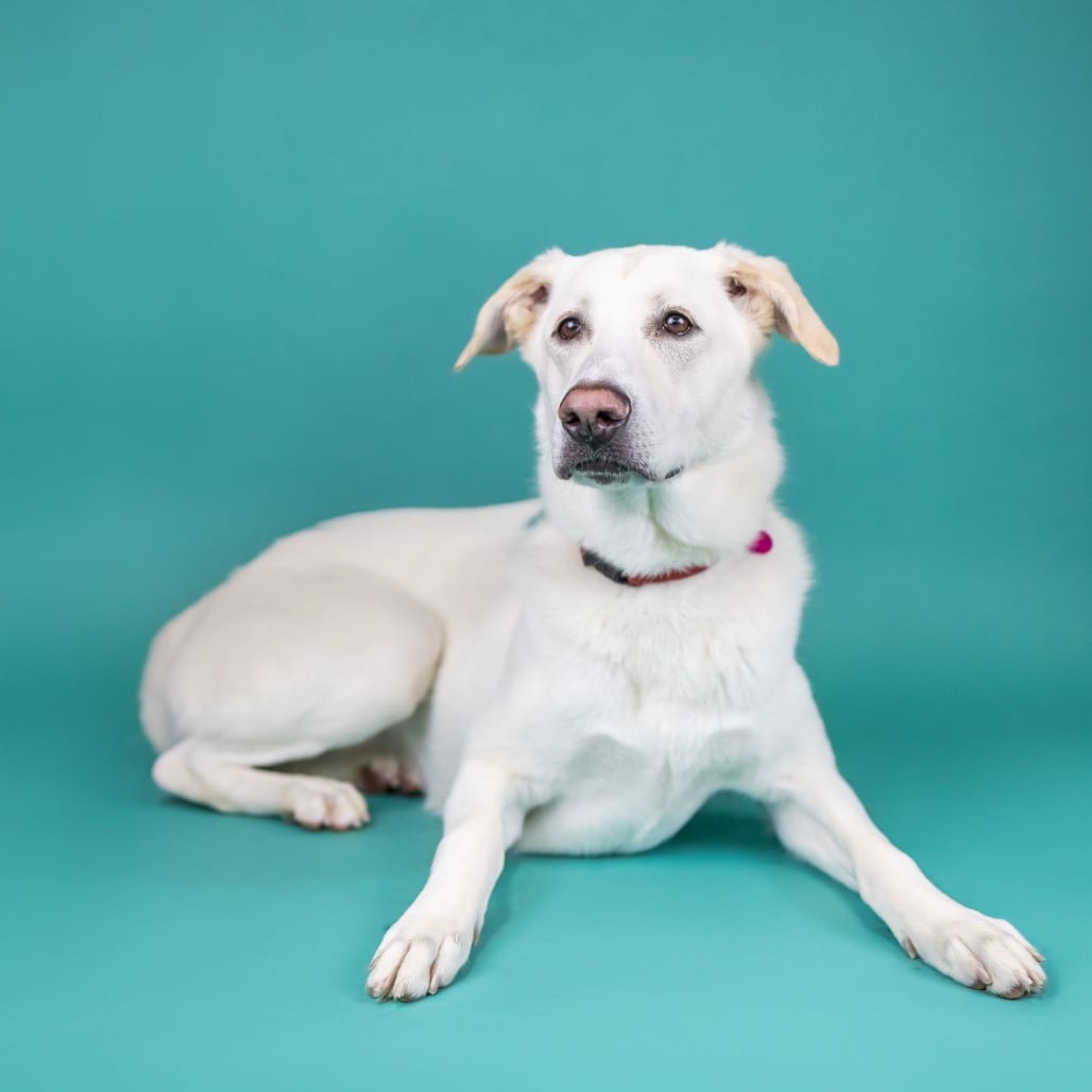 Photo of Bianca, adoptable Shepherd, German / Mastiff, Neapolitan in Portland, Oregon