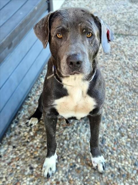 Photo of Evan, adoptable Staffordshire Bull Terrier in Houston, Texas