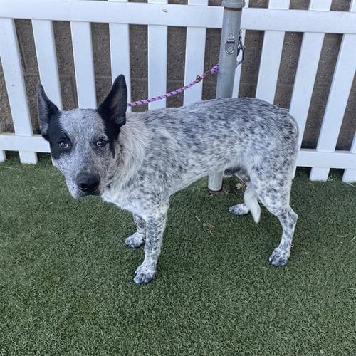 Photo of Smark, adoptable Border Collie in Modesto, California
