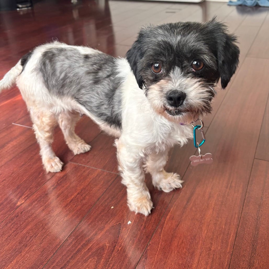 Photo of Sky, adoptable Shih Tzu in Birdsboro, Pennsylvania