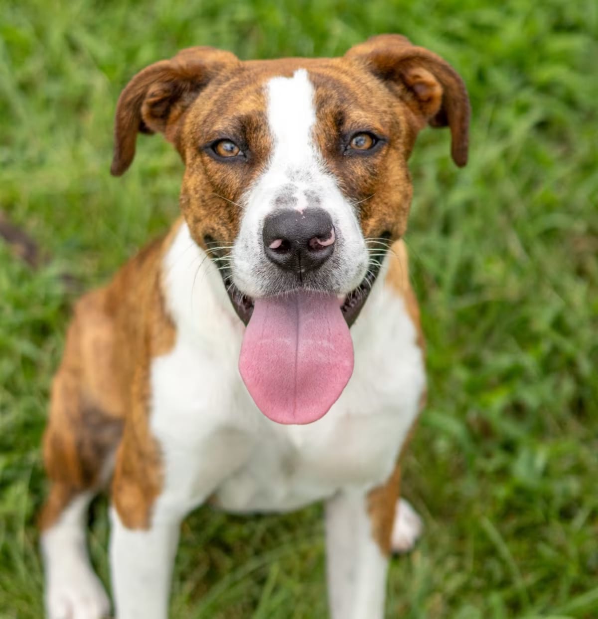 Photo of Wyatt, adoptable Labrador Retriever Mixed Breed (Medium) in Wilmington, Delaware