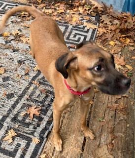 Photo of Hattie, loves to cuddle, adoptable Labrador Retriever in Coventry, Connecticut
