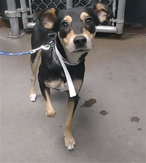 Photo of Brownie, adoptable Chihuahua in Phoenix, Arizona