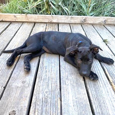 Photo of Jolene, adoptable Dutch Shepherd in Oakland, California