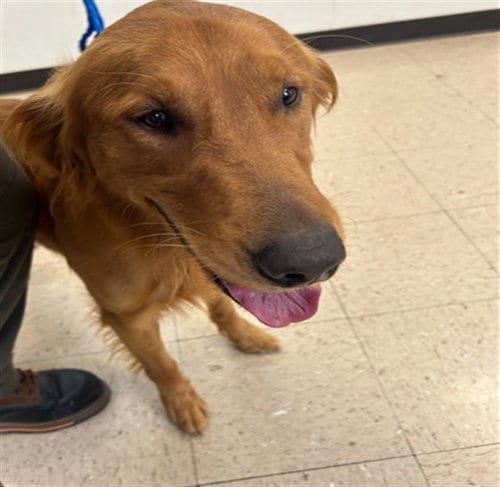 Photo of Mr. Snickers, adoptable Golden Retriever in Killeen, Texas