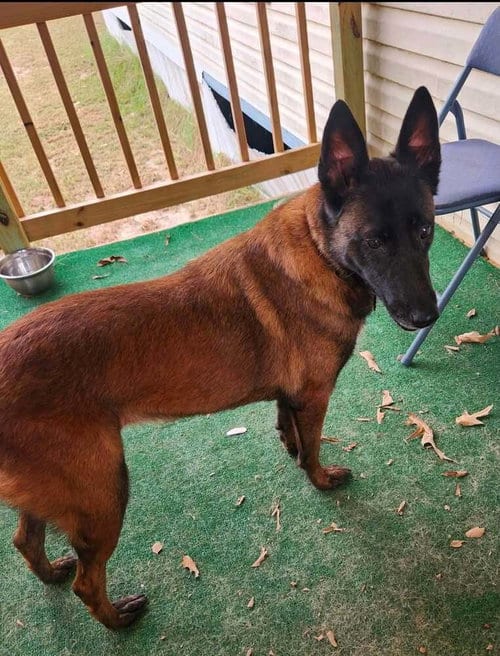 Photo of Mallory the Malinois located in South Carolina, adoptable Belgian Shepherd Malinois in Imlay City, Michigan
