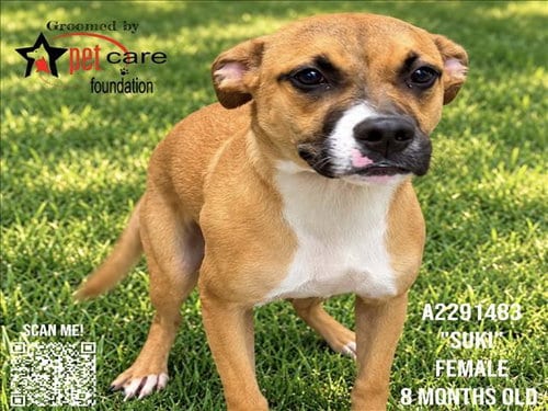 Photo of Suki, adoptable Pit Bull Terrier in Los Angeles, California
