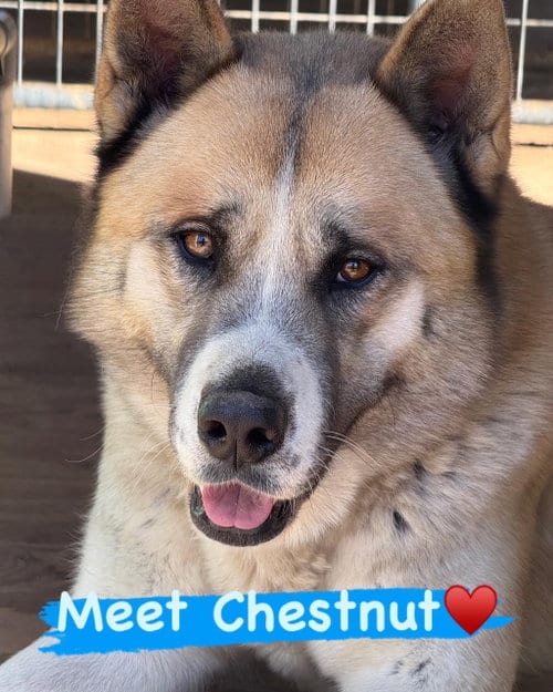 Photo of Chestnut, adoptable Akita in Romoland, California