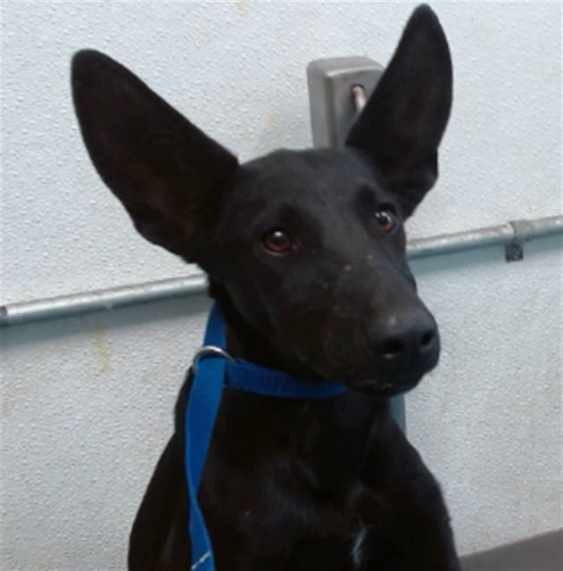 Photo of Senior Shepherd mix, adoptable Shepherd mix in Devore, California