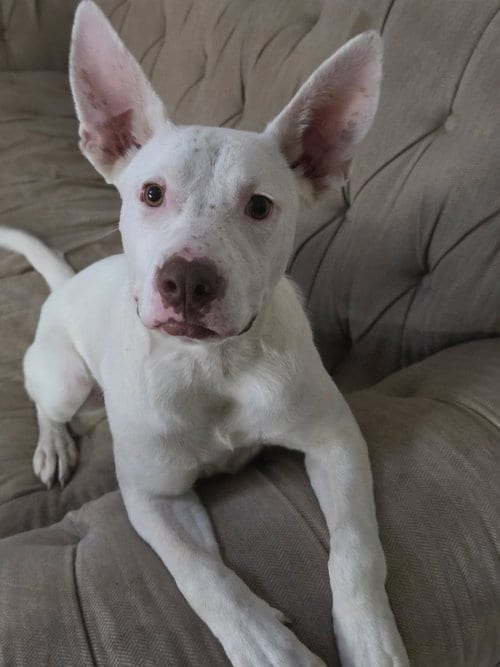 Photo of Nova, adoptable Pit Bull Terrier in MIDWAY, Utah