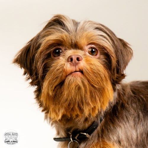 Photo of Marilla, adoptable Shih Tzu in Fort Montgomery, New York