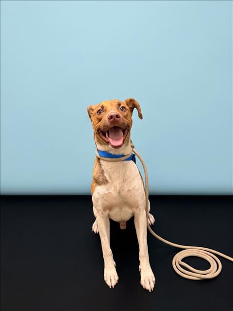 Photo of Toby, adoptable Pit Bull Terrier in Los Angeles, California