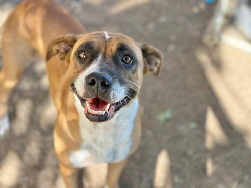 Photo of Orchestra, adoptable Pit Bull Terrier in Tulsa, Oklahoma