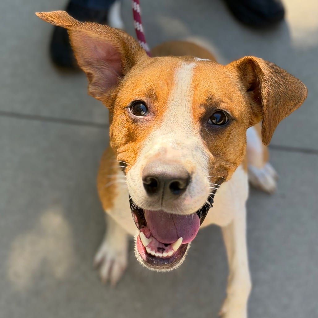 Photo of PoPo, adoptable Mixed Breed (Medium)