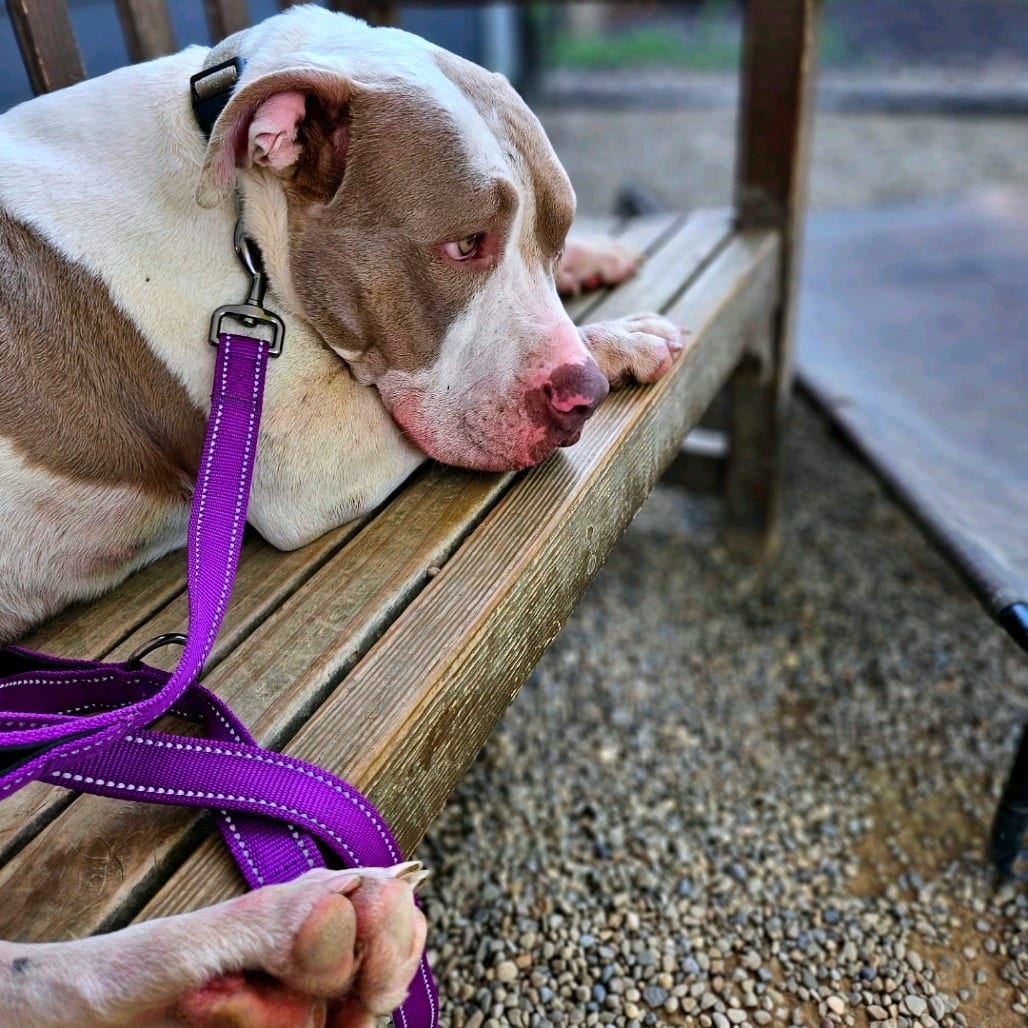 Photo of Gino, adoptable Terrier, American Pit Bull / Mixed Breed (Large) in Berea, Ohio