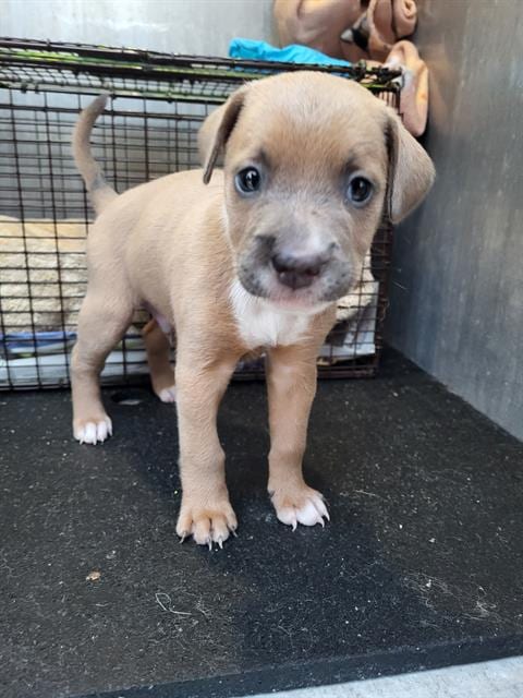 Photo of Frankenpaw, adoptable Labrador Retriever in San Antonio, Texas