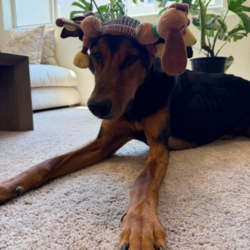 Photo of Jax #3, adoptable Doberman Pinscher in Chandler, Arizona