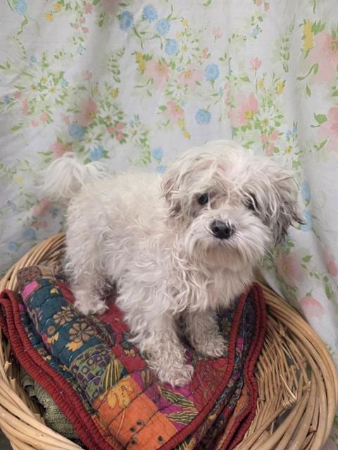 Photo of Toby, adoptable Shih Tzu in Rosenberg, Texas