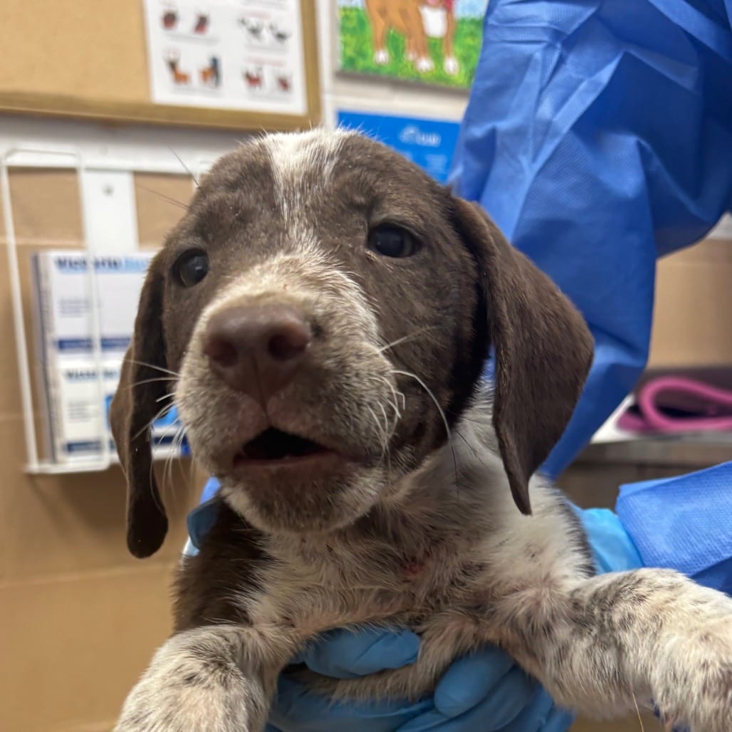 Photo of Choco Soldier, adoptable Pointer / Mix in Brownsville, Texas