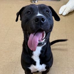 Photo of Acer, adoptable Labrador Retriever American Bulldog in Frederick, Maryland