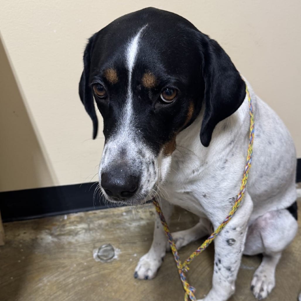 Photo of Kaiser, adoptable Mixed Breed (Large) in Corinth, Mississippi
