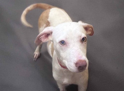 Photo of Spirit, adoptable American Staffordshire Terrier in Ft Lauderdale, Florida