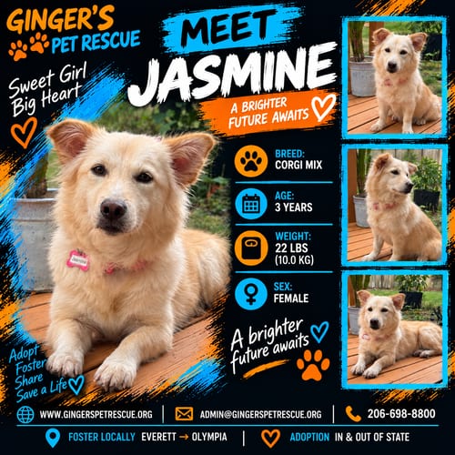 Photo of Jasmine from Korea, adoptable Corgi in Federal Way, Washington