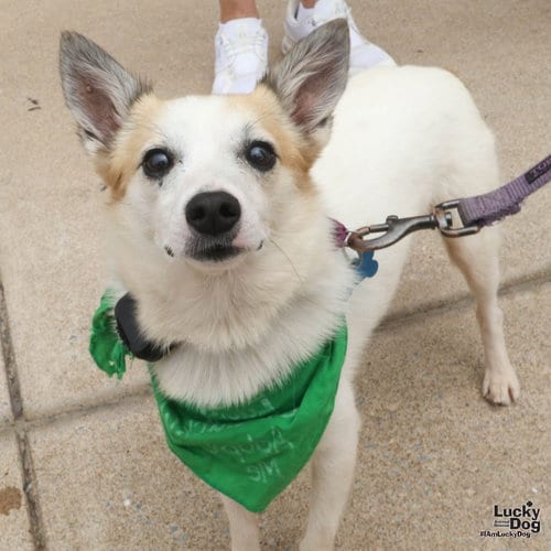 Photo of Barney, adoptable Jack Russell Terrier in Washington, District of Columbia