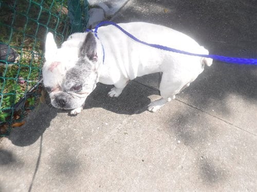 Photo of Nash, adoptable French Bulldog in Miami, Florida