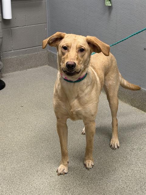 Photo of Ariel, adoptable Labrador Retriever in Las Vegas, Nevada