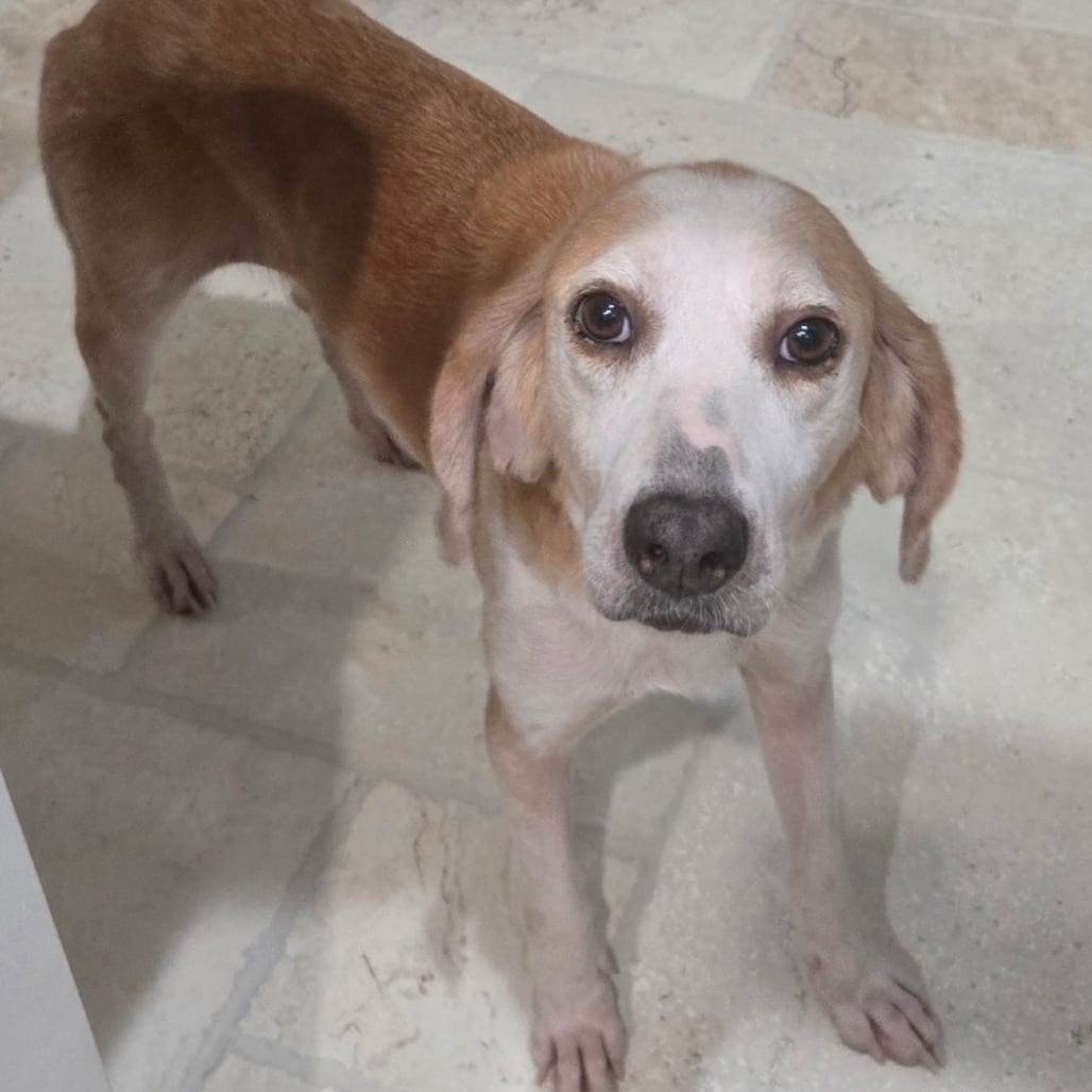 Photo of Dolly @ Foster, adoptable Hound in Summerville, South Carolina
