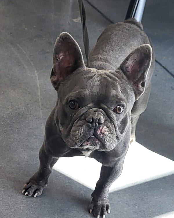 Photo of Ferb, adoptable French Bulldog cross in Lawrenceville, Georgia