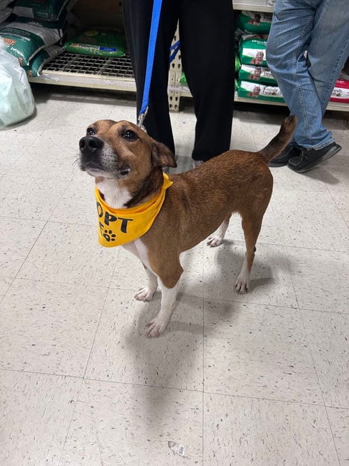 Photo of Malco, adoptable Hound in Willingboro, New Jersey