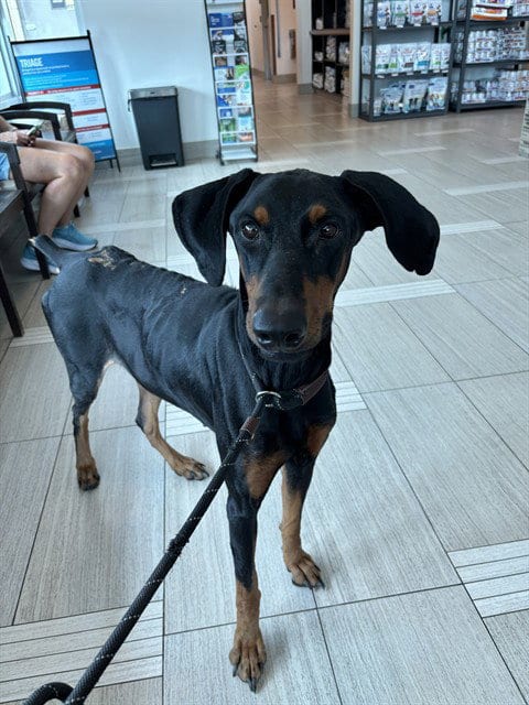 Photo of Dracula, adoptable Doberman Pinscher in Corpus Christi, Texas