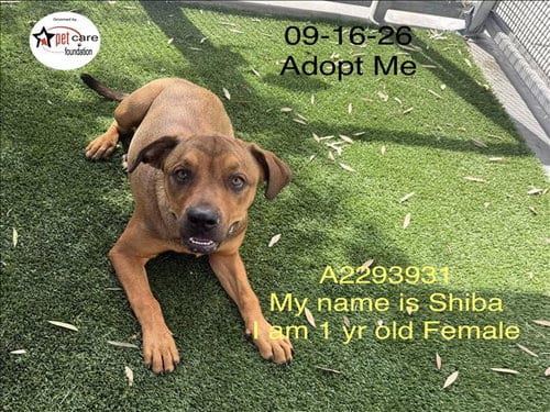 Photo of Shiba, adoptable Pit Bull Terrier in Los Angeles, California
