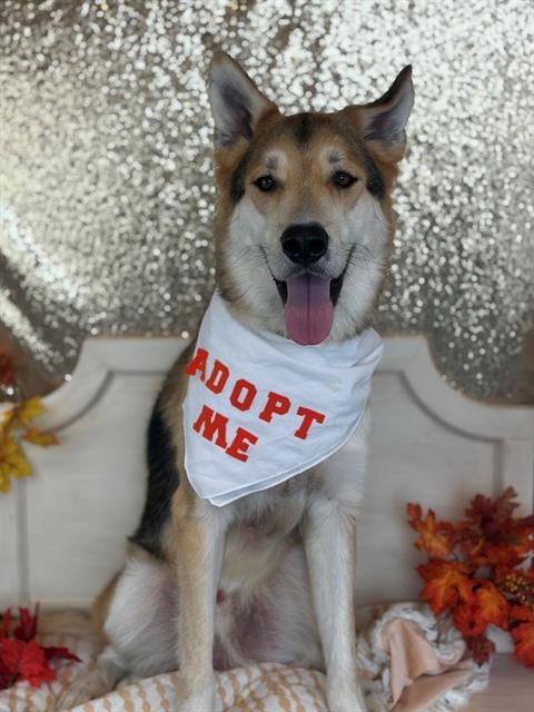 Photo of Teddy, adoptable German Shepherd Dog in Fairfield, California