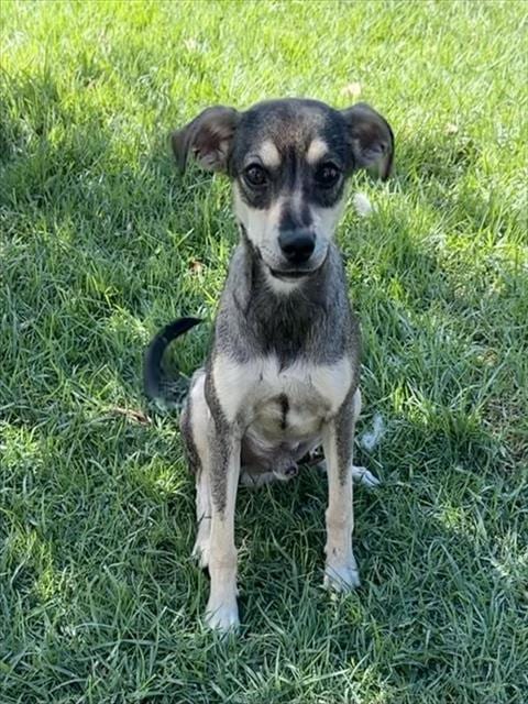 Photo of Nino, adoptable Chihuahua in San Bernardino, California