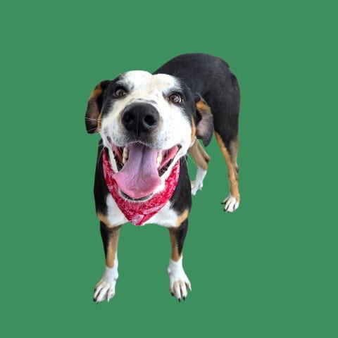 Photo of Lefty, adoptable Labrador Retriever in Bakersfield, California