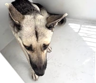 Photo of Senior German Shepherd Dog, adoptable German Shepherd Dog in Houston, Texas