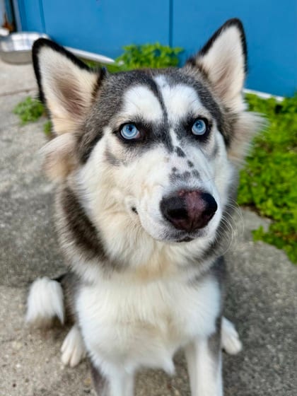 Photo of Rocket, adoptable Alaskan Husky in New Orleans, Louisiana