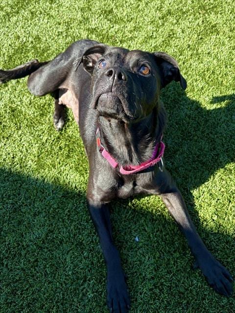 Photo of Sadira, adoptable Boxer in Statesville, North Carolina
