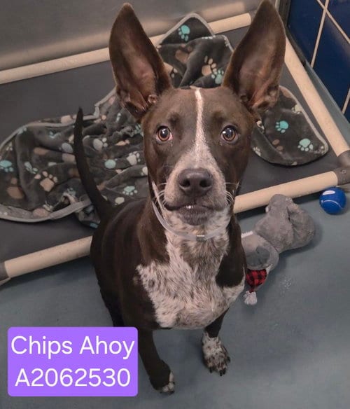 Photo of Chips Ahoy, adoptable American Staffordshire Terrier in Houston, Texas
