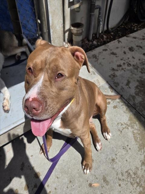 Photo of Conchita, adoptable Pit Bull Terrier in Los Angeles, California